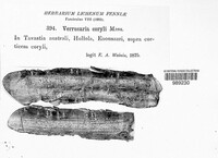 Pyrenula coryli image